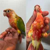 جوجه طوطی گرینچیک