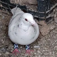 کبوتر پرشی ضربه