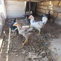 نیمچه لاری و گلین