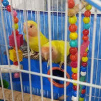 یک جفت کوتوله برزیلی مناسب دستی کردن