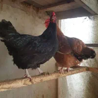 مرغ تخم‌گزار و خروس