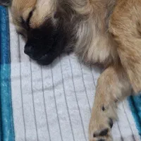 پیکینیز اصیل بدون ریزش مو