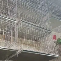 جفت خوان کبوتر