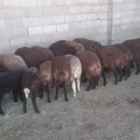 بره نر وماده