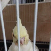 پرنده عروس هلندی