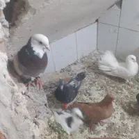 کفتر|پرنده|مشهد, نوده|دیوار