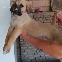 پژدر
