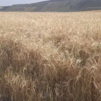 جو دو سر (هرته) آبی