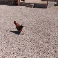 مرغ خروس تخم گذار