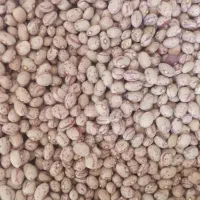 لوبیا چیتی درجه یک