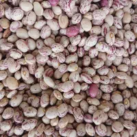 لوبیا چیتی عالی حدود ۲ تن