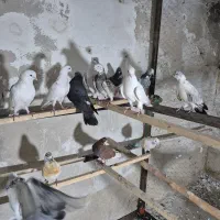 ۲۳ عدد کبوتر غریب گیری تیرماه