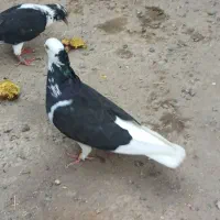 کبوتر