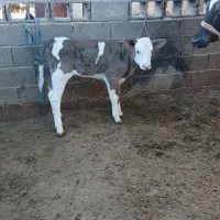 گاو جرسی شکم سوم با گوساله ماده سمینتال و۸کیلوشیر