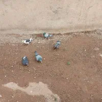 کبوتر پرشی