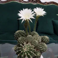 گلهای خانگی