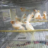 قناری موزایکی