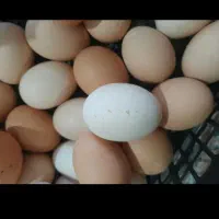 تخم مرغ محلی