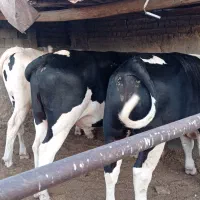 گوساله نروماده چاق
