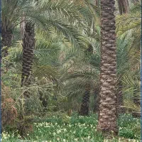 زمین-باغی-جاده-لاسبید