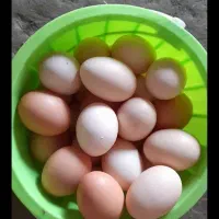 تخم مرغ محلی