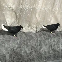 جفت اشعل جوجه