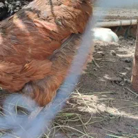 مرغ و بارنه زینتی