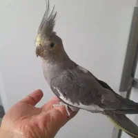 عروس هلندی