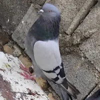 کف..تر بازیکن.