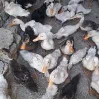 جوجه اردک دوماهه ونیمه
