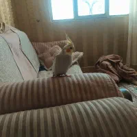 پرنده