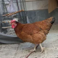 مرغ تخم گذار