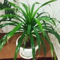 فروش گل  اپارتمانی