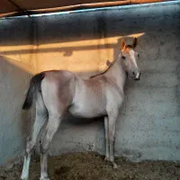 کره مادیون ۱۰ ماهه