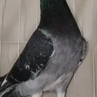 مولد آردن مخاعو