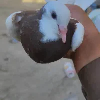 کبوتر