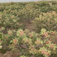 فروش-باغ-پسته-ثمری