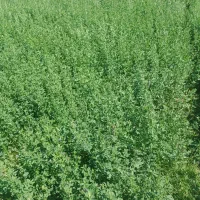 یونجه خشک بدونه گیاه چین پنجم