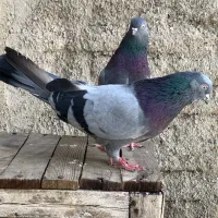 کبوتر