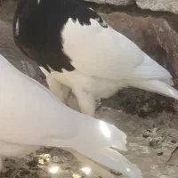 طوق سیاه واکسی