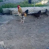 سه عدد خروس