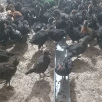 جوجه گلپایگانی