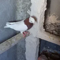 کبوتر