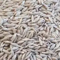 جو دیم با کیفیت