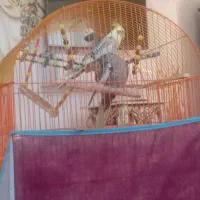 عروس هلندی جوان
