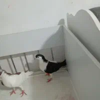 کبوتر راست سرخ نر و چپ سیاه ماده