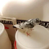 کبوتر