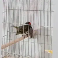 گلبسر دهن سهره