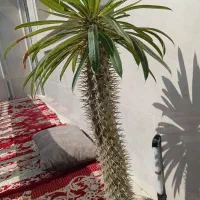 نخل ماداگاسکار(نوعی کاکتوس برای خونه ،تراس وحیاط)