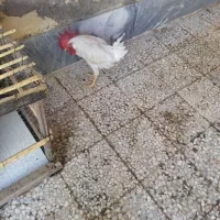 یک عداد خروس